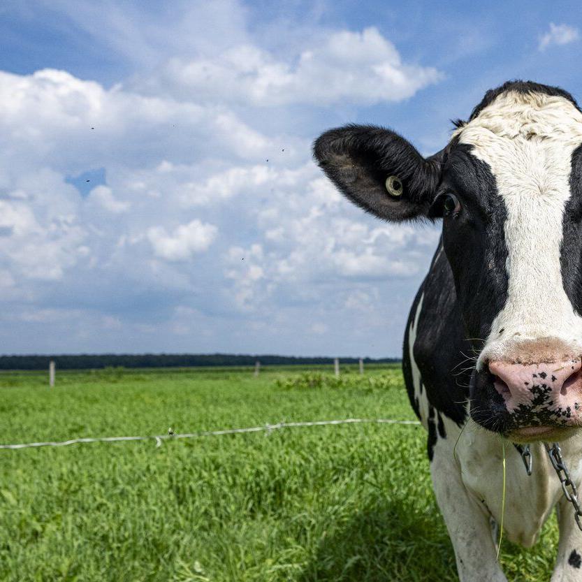 Slurry pit deaths: Quebec coroner warns of dangers to farmers from manure gases